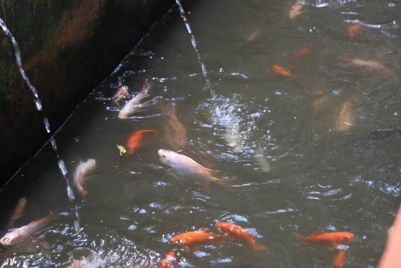 Keren! Warga Kota Tangerang Manfaatkan Selokan untuk Budidaya Ikan