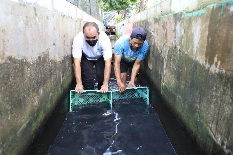 Keren! Warga Kota Tangerang Manfaatkan Selokan untuk Budidaya Ikan