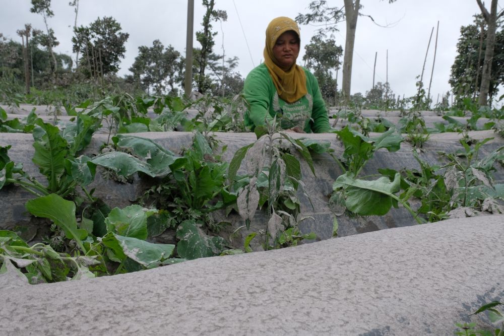 10 Potret Kondisi Setelah Gunung Merapi Meletus, Hujan Abu Tebal