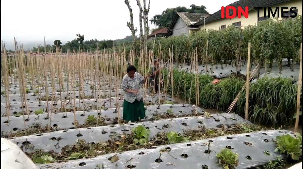 Gunung Merapi Meletus, Hujan Abu Landa 5 Dukuh Boyolali, Warga Santai