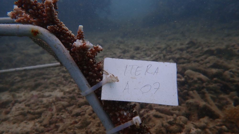 Prodi SLL ITERA Transplantasi Terumbu Karang di Wisata Teluk Kiluan