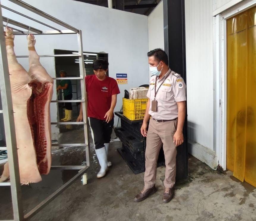 Cara Peternak di Sulawesi Utara Hindari Penularan ASF pada Babi