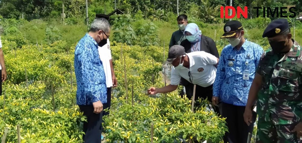 Bantul Penyumbang Tertinggi Bawang Merah dan Cabai di DI Yogyakarta   