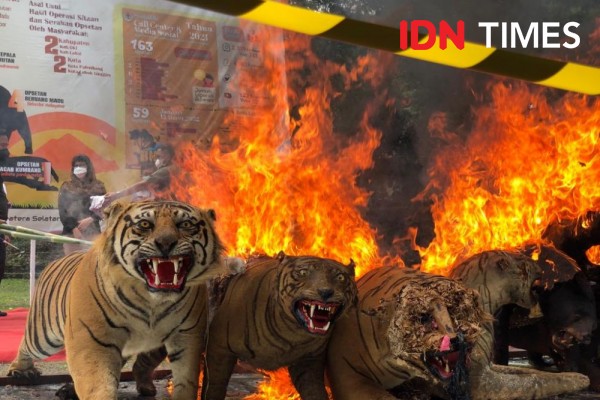 Sumsel Tempat Transit Perdagangan Satwa Hidup dan Diawetkan