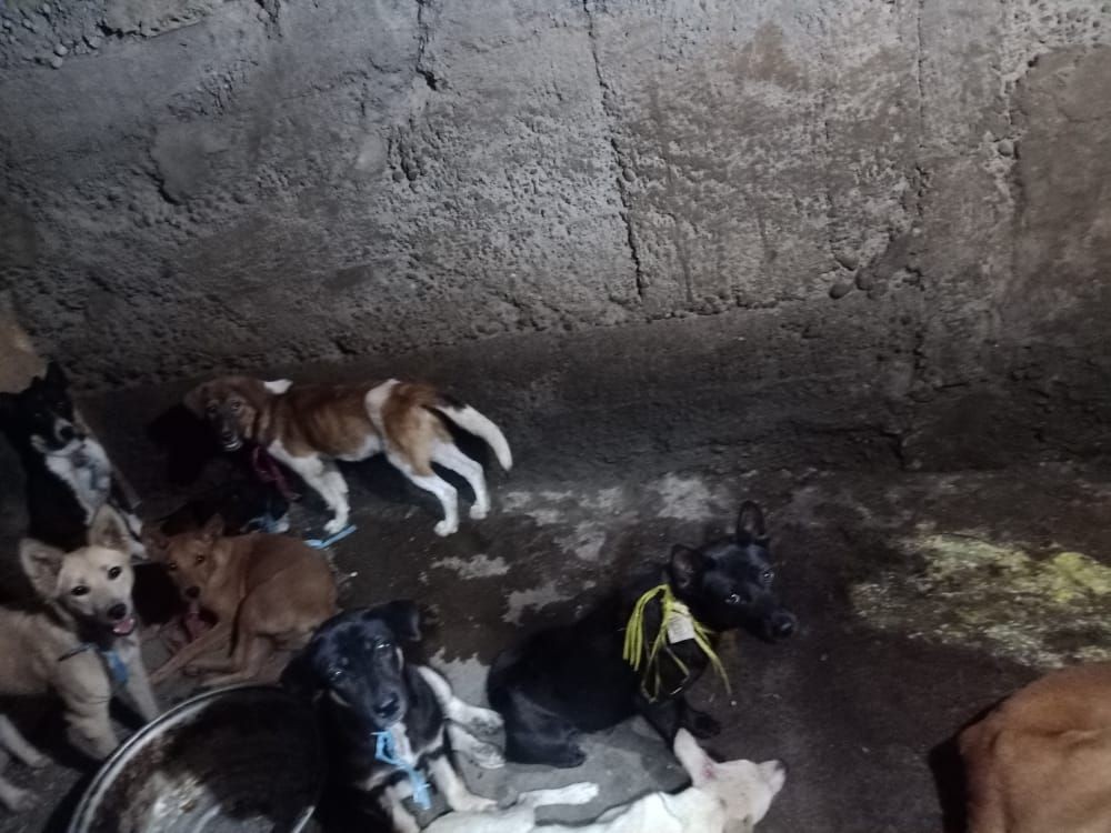 Rumah Jagal Anjing di Blitar Digerebak Polisi