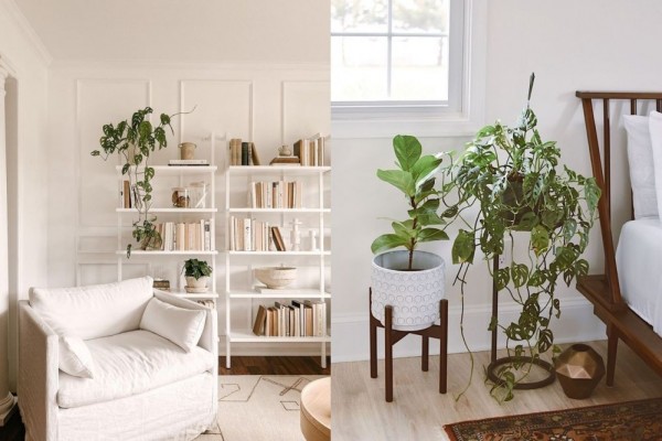 10 Inspirasi Dekor Rumah dengan Tanaman Monstera, Instagramable!