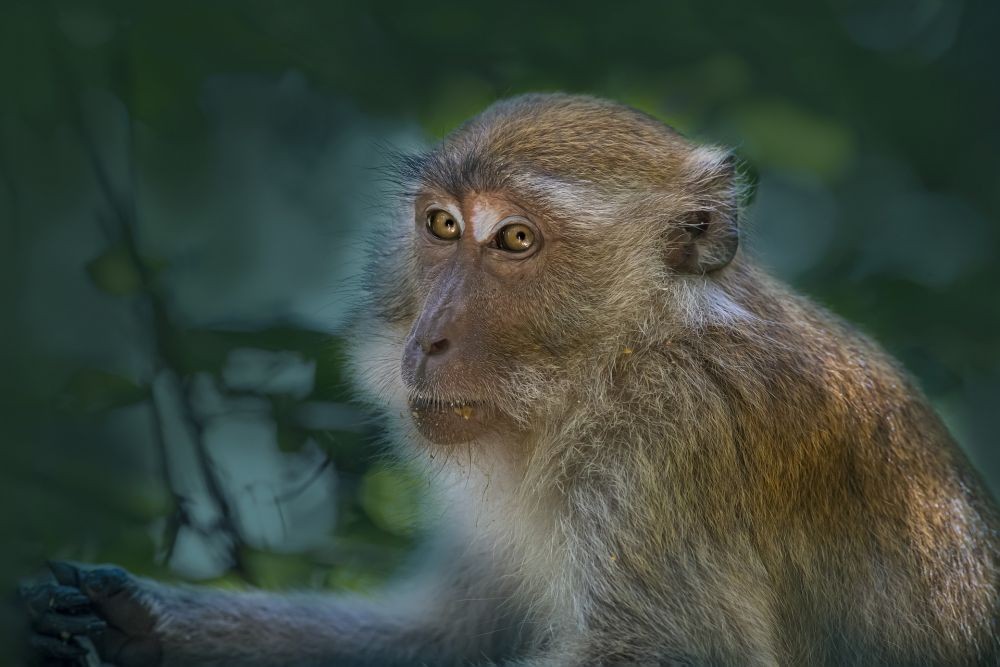 DLHK Jateng Minta Bantuan BRIN Kurangi Populasi Monyet Ekor Panjang