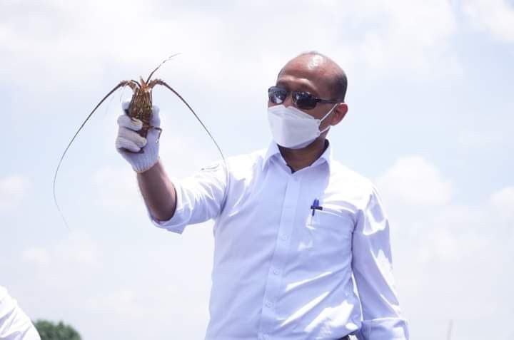 Pertama di Indonesia, KKP Luncurkan Kampung Lobster di Lombok Timur