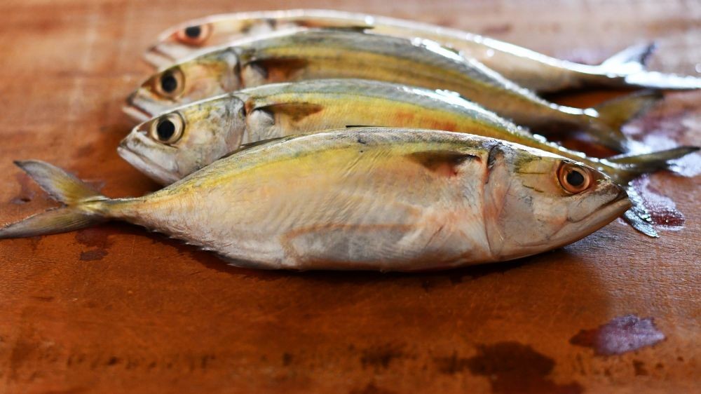 Efek Makan Ikan terhadap Libido, Benarkah Berpengaruh?