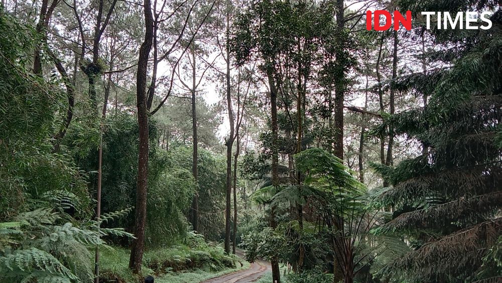 Macan Tutul Menebar Teror, Waktunya Menjaga Pakan Alami di Gunung Lawu