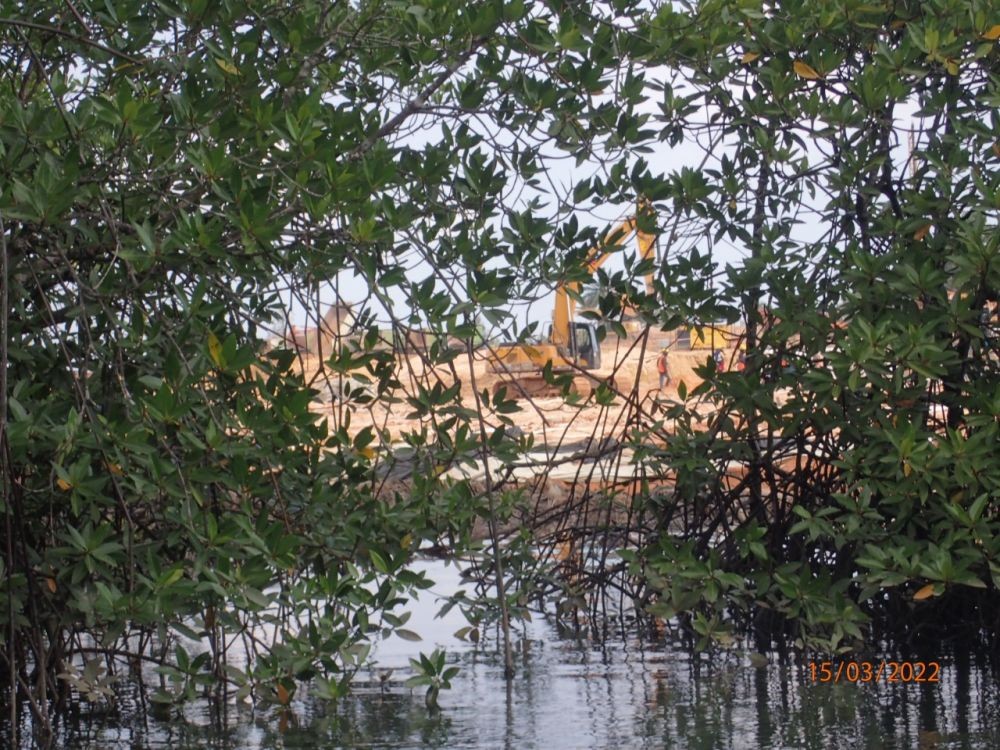 Mangrove Teluk Balikpapan Rusak, Diduga Akibat Proyek Smelter Nikel 