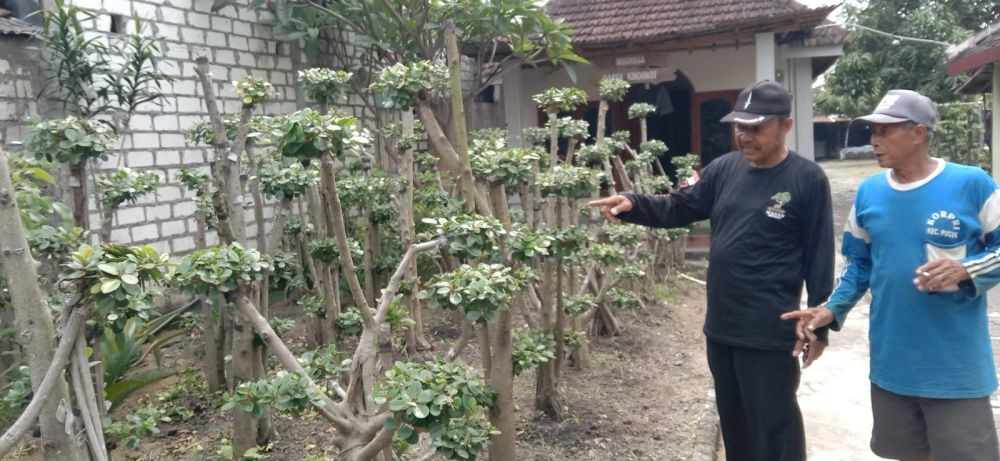 Bonsai Tembus Luar Negeri, Buah Ketekunan Warga Desa Wanar