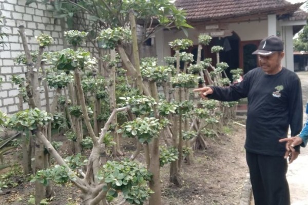 Bonsai Tembus Luar Negeri, Buah Ketekunan Warga Desa Wanar