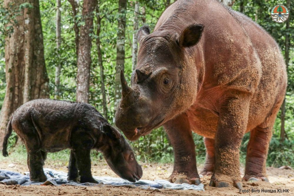 8 Satwa Terancam Punah yang ada di Taman Nasional Gunung Leuser