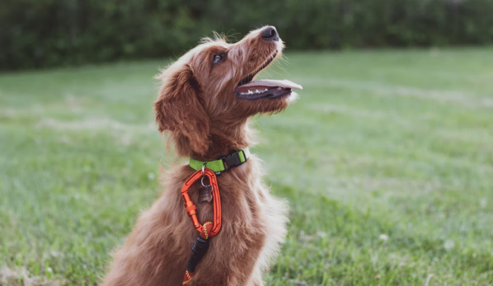 Alasan Anjing Menggonggong Ketahui Tiap Perbedaannya