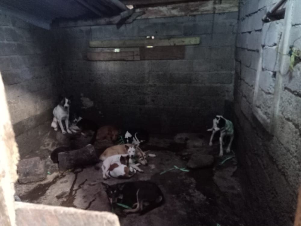 Semua Anjing yang Diselamatkan dari Tempat Jagal Terpapar Virus Parvo