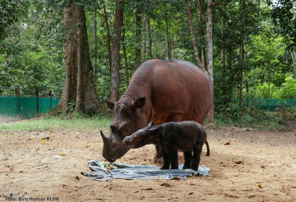 Selamat! Badak Sumatera Kembali Lahir di Taman Nasional Way Kambas