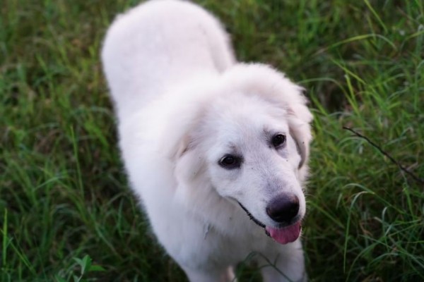 Kenapa Anjing Perlu Diajak Main di Luar Ruangan? Ini Penjelasannya