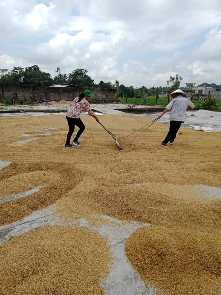 3100 Hektare Persawahan yang Dilindungi di Tabanan Dihapus