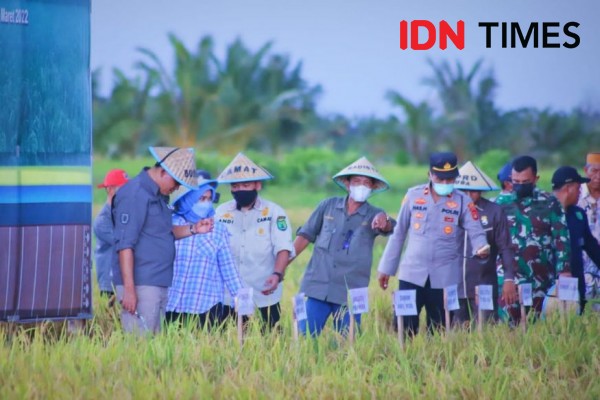 Muba Panen Besar, Harga Gabah Tak Bersahabat dengan Petani