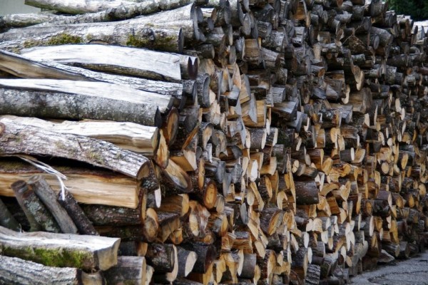 5 Kayu Paling Kokoh di Dunia, Cocok untuk Bangun Rumah!
