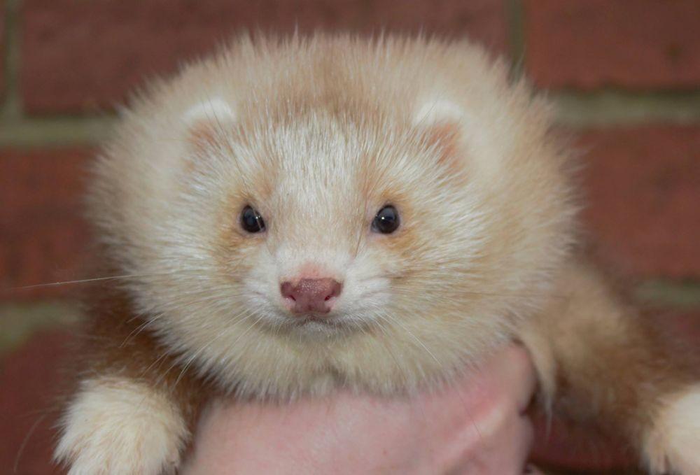 7 Fakta Angora Ferret, Jenis yang Tercipta Tanpa Disengaja