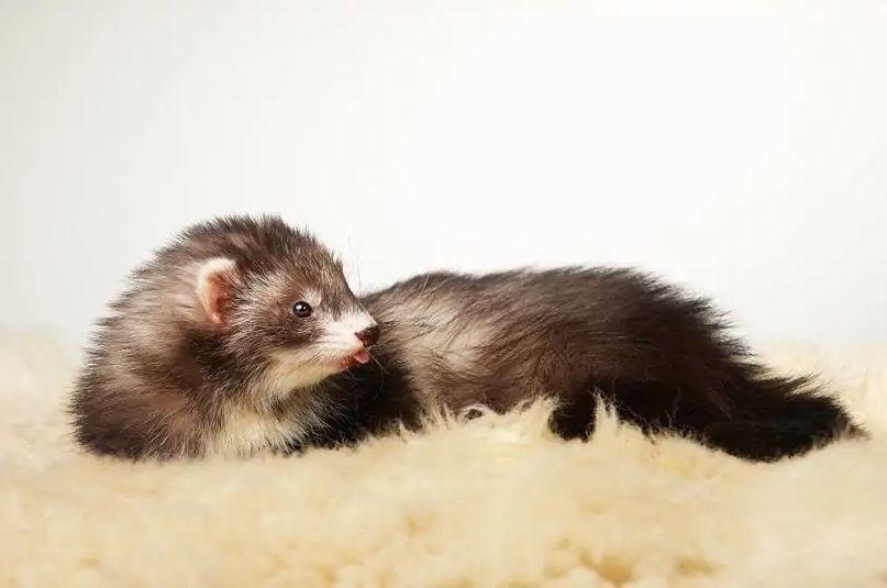 7 Fakta Angora Ferret, Jenis yang Tercipta Tanpa Disengaja