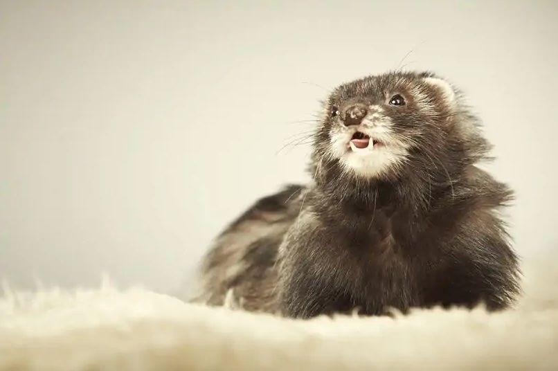 7 Fakta Angora Ferret, Jenis yang Tercipta Tanpa Disengaja