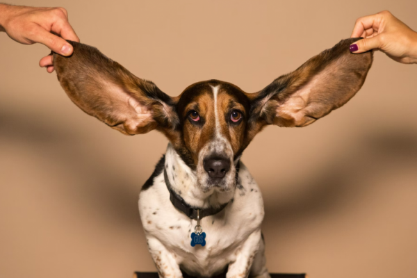 10 Jenis Anjing dengan Telinga yang Besar, Menggemaskan!