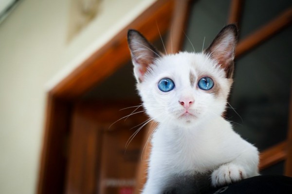 anak kucing putih mata biru