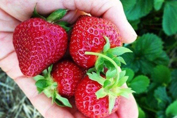 Kebun strawberry bali