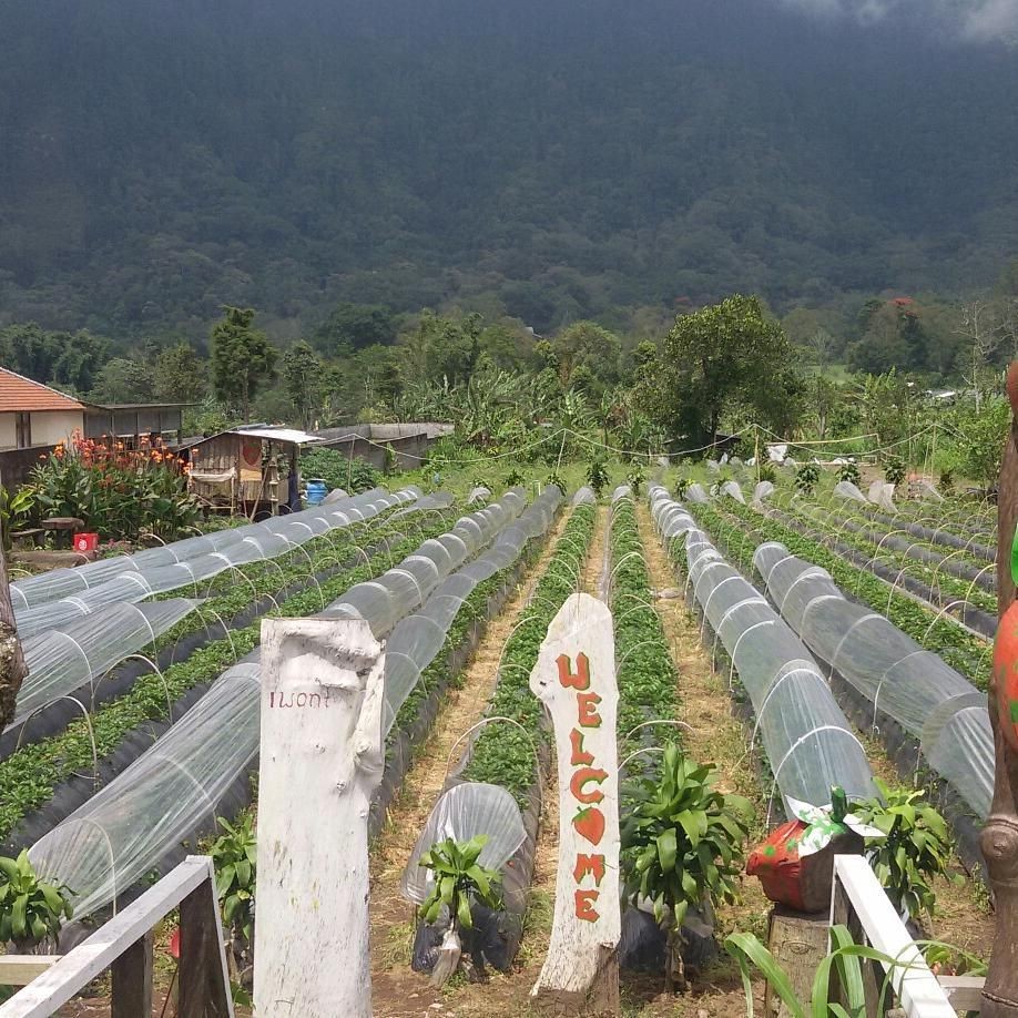 6 Kebun Stroberi di Bedugul Bali, Buah Unggulan yang Segar dan Ranum