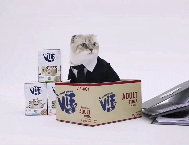9 Potret Gemes Hazard Kucing Seleb Thailand, Jadi Model Kece Deh!
