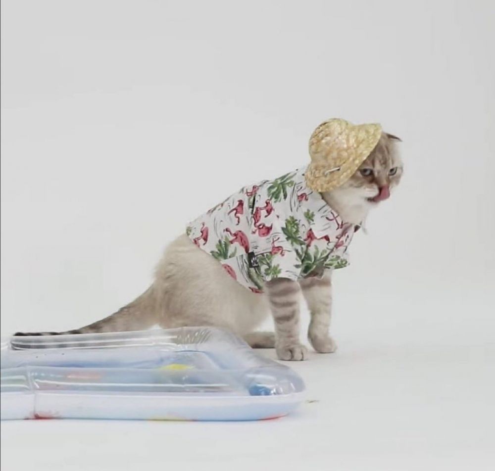 9 Potret Gemes Hazard Kucing Seleb Thailand, Jadi Model Kece Deh!
