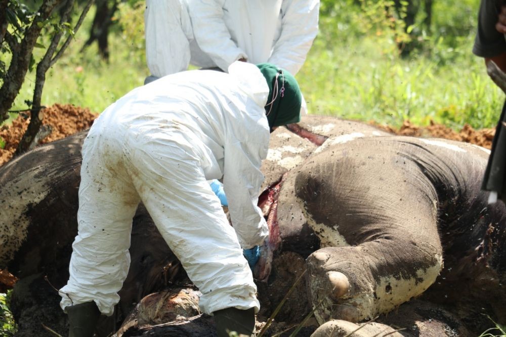 2 Gajah Mati di Aras Napal, Calingnya Diambil Orang