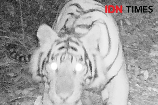 Warga Solok Geger Ada Harimau Turun Gunung Dekati Perkotaan