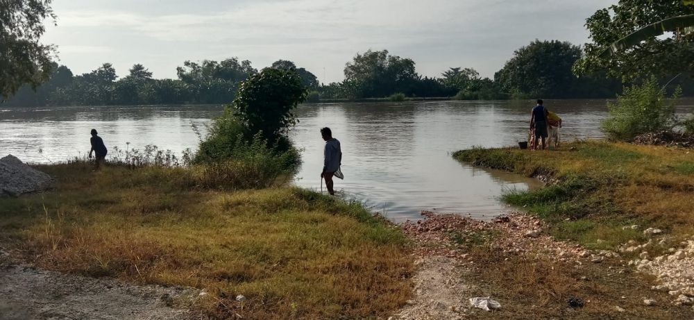 Keseruan Warga Lamongan Berburu Ikan 'Mabuk' di Bengawan Solo