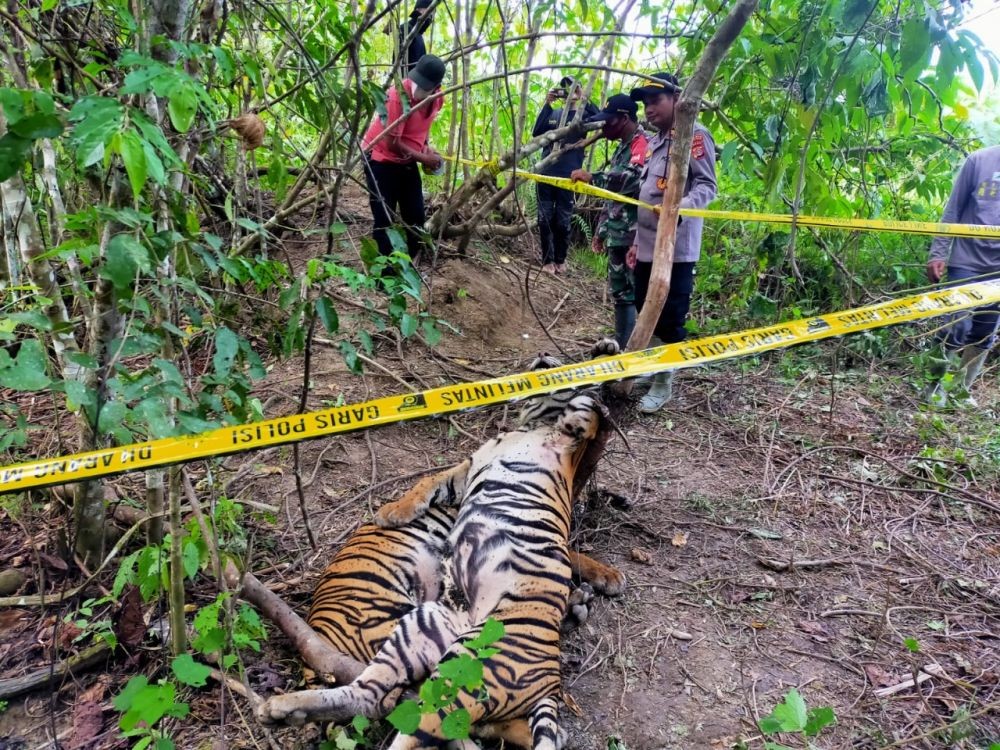 Dua Harimau Sumatra Ditemukan Mati Terkena Jerat Babi