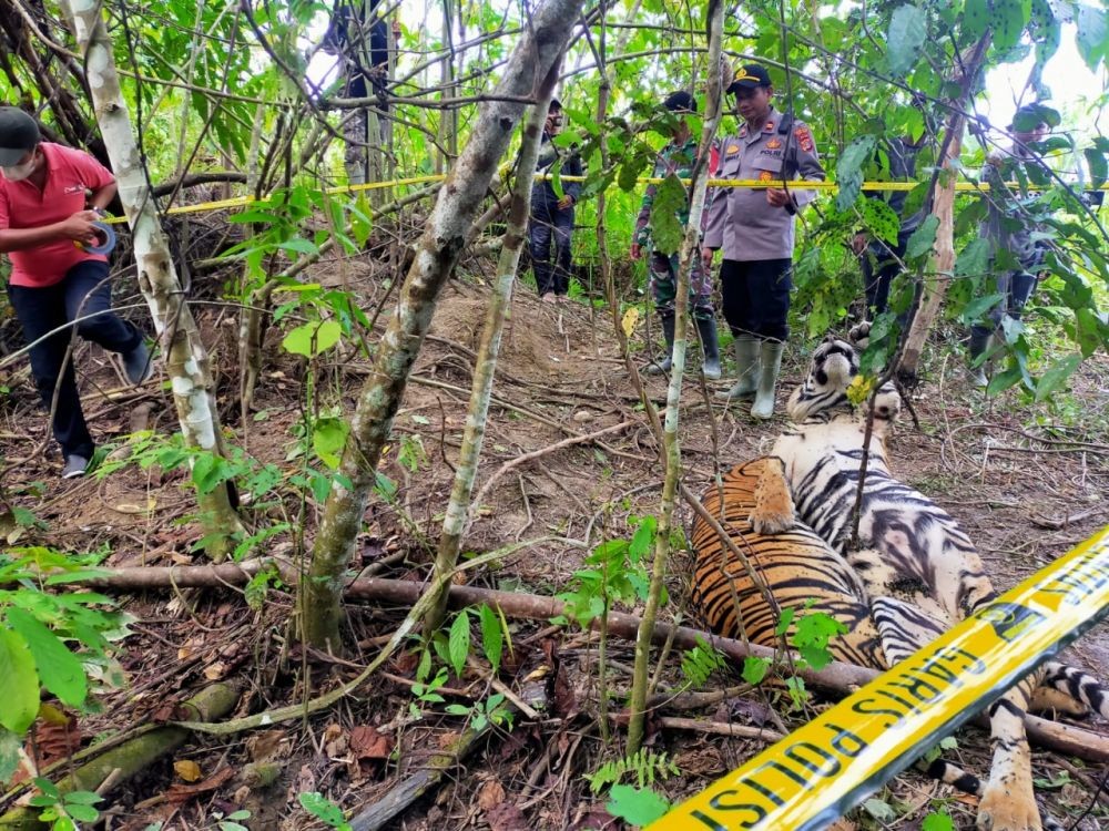 Dua Harimau Sumatra Ditemukan Mati Terkena Jerat Babi