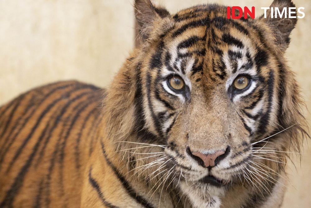 Viral di Medsos, Harimau Sumatra Diduga Masuk Pemukiman Warga