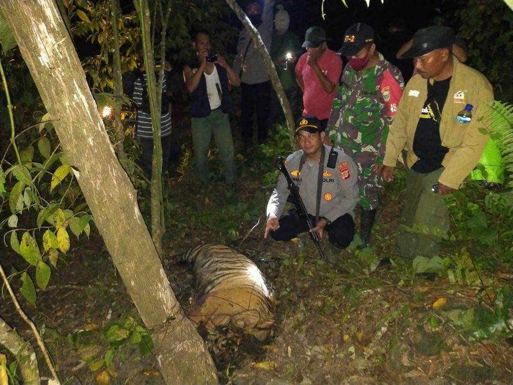 Tiga Harimau Ditemukan Tewas Terjerat di Aceh Timur