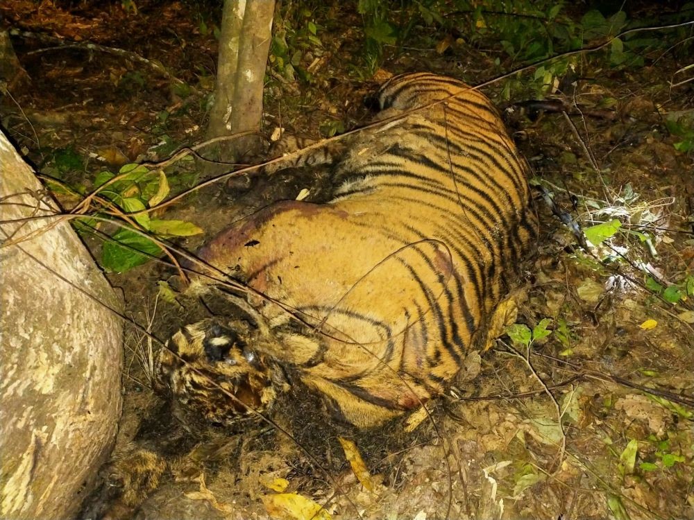 Kematian 3 Harimau, Dua Warga Tapteng Dituntut 2,6 Tahun Penjara