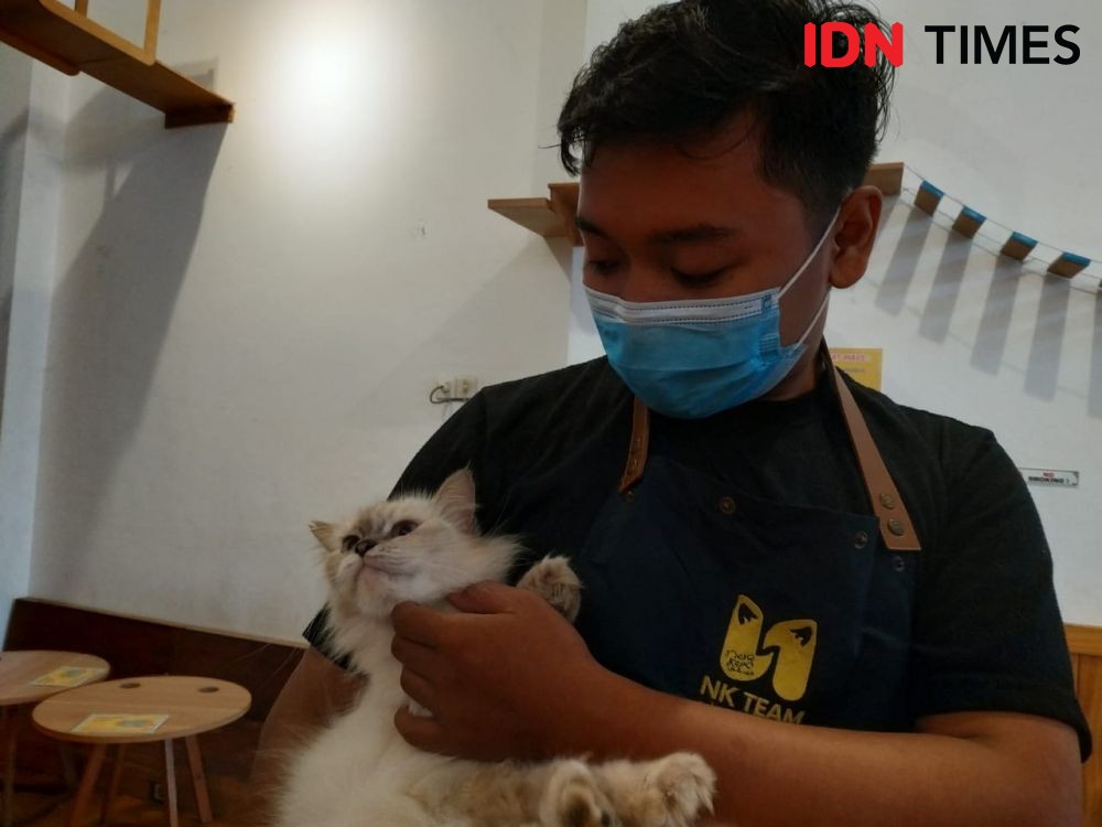 Jelang Lebaran, Penitipan Kucing di Kafe Kucing Surabaya Meningkat