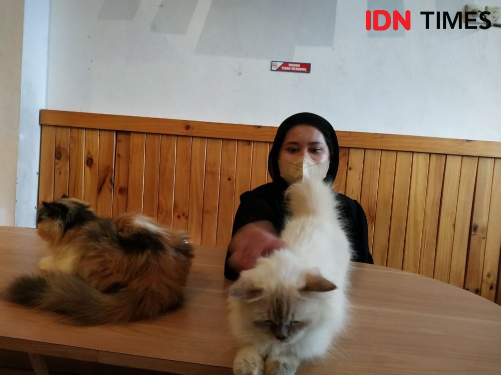 Jelang Lebaran, Penitipan Kucing di Kafe Kucing Surabaya Meningkat