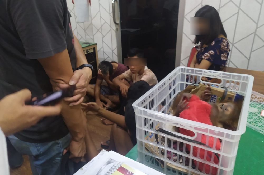 Polda Sumut Gagalkan Perdagangan Orangutan, 5 Orang Ditangkap