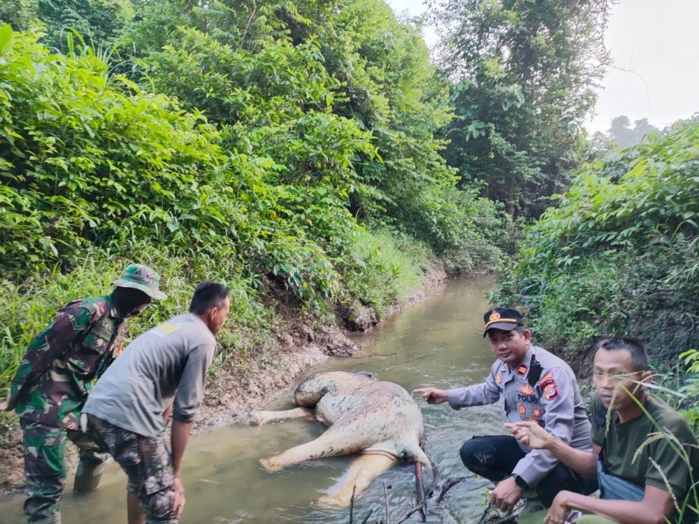 Usai Tiga Harimau, Gajah Ditemukan Mati Akibat Jerat di Aceh Timur