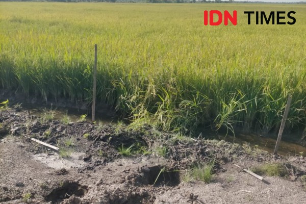 Gajah Masuk Pemukiman Warga Lalan Muba, Rusak Padi dan Kelapa