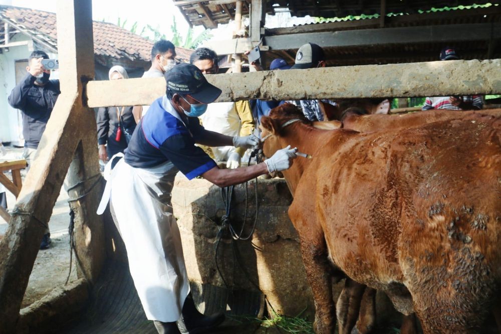 6 Daerah di Jateng Dapat Kiriman Vaksin PMK, Distribusinya Diam-diam