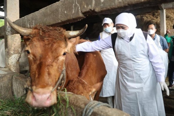 700 Ekor Sapi di Gresik Terinfeksi PMK, 13 di Antaranya Mati