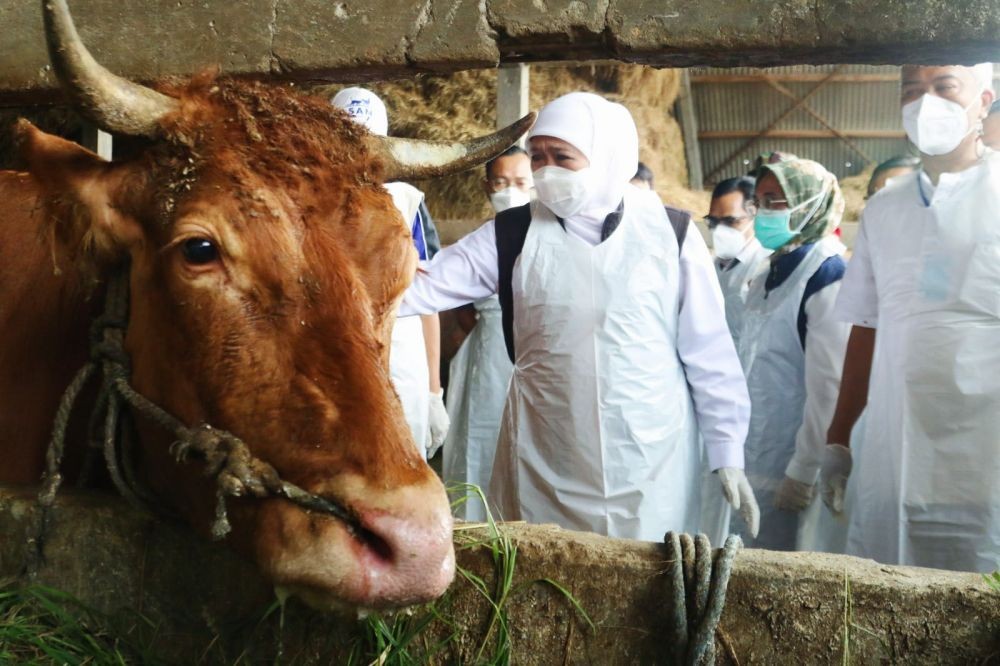 700 Ekor Sapi di Gresik Terinfeksi PMK, 13 di Antaranya Mati